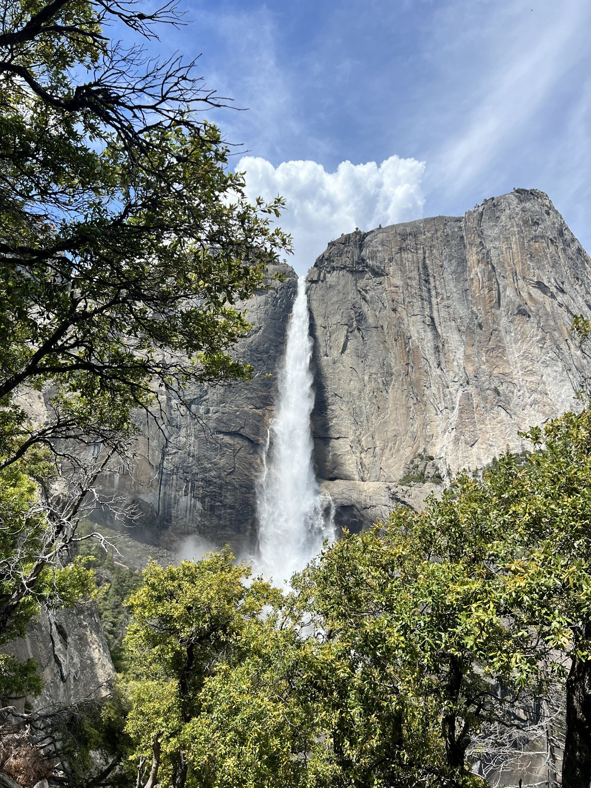 Upper Yosemite Fall seen through trees beside the trail